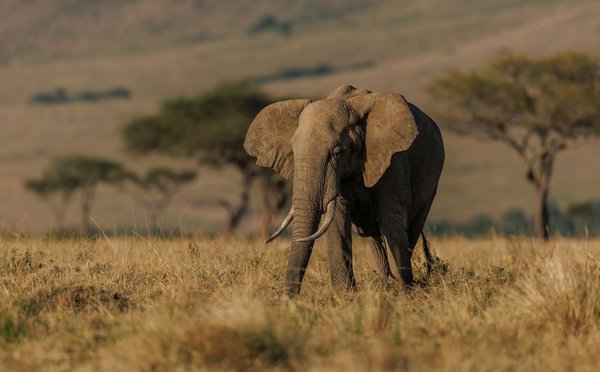 Quelle croisière offre des ateliers de photographie animalière en Afrique?